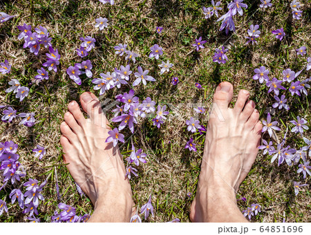 male feet in crocus or saffron flowers field male feet in crocus or saffron flowers field 64851696