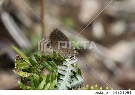 ムラサキシジミ 64851961