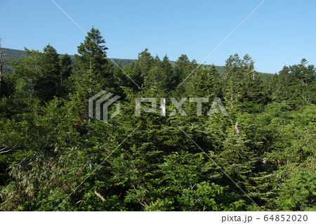 青森トドマツの森 青森トドマツの森 64852020