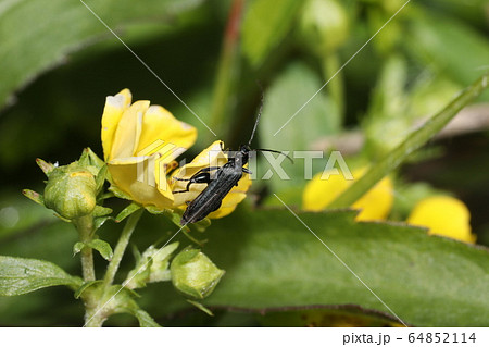 モモブトカミキリモドキ 64852114