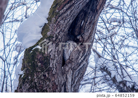 エゾフクロウはお休み中 エゾフクロウはお休み中 64852159