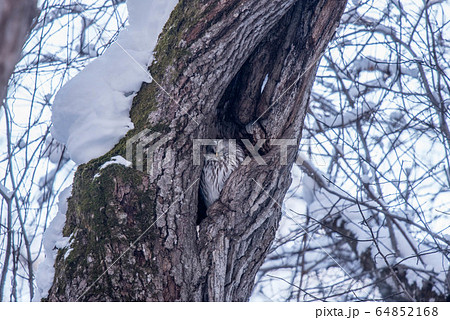エゾフクロウはお休み中 64852168