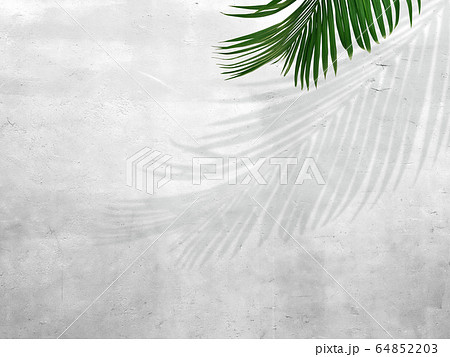 背景-壁-観葉植物 64852203