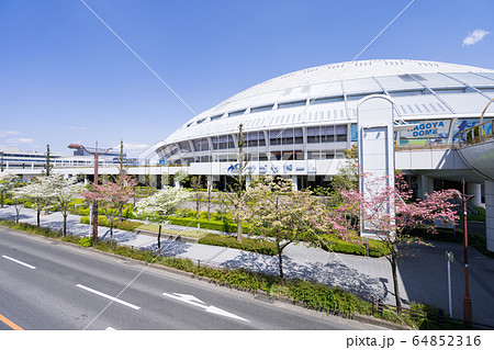 バンテリンドームナゴヤ　ナゴヤドームとハナミズキ 64852316