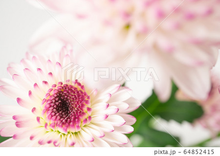 スプレーマム マクロ撮影 スプレーマム マクロ撮影 64852415