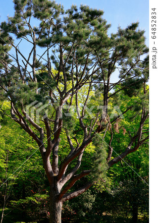 松の樹 松の樹 64852834