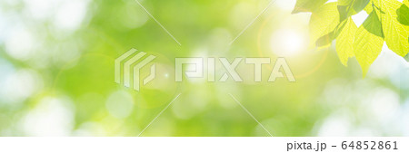新緑の季節のイメージ(新しく芽吹いた若い黄緑色の葉)、明るい未来、新しいスタート、幸せ、などのイメー 新緑の季節のイメージ(新しく芽吹いた若い黄緑色の葉)、明るい未来、新しいスタート、幸せ、などのイメー 64852861