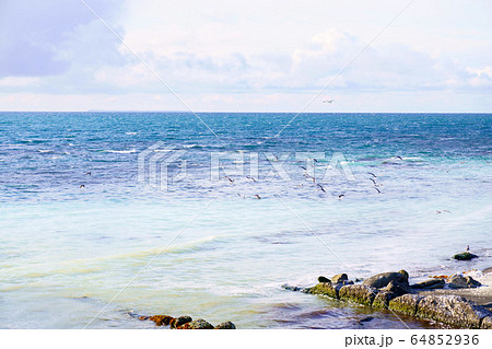 海を白く染める「群来」 ”苫前町” 海を白く染める「群来」 ”苫前町” 64852936