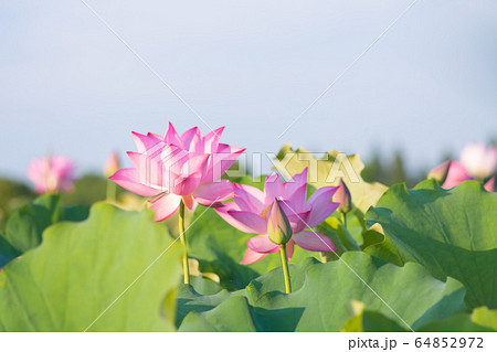 蓮の花 蓮の花 64852972