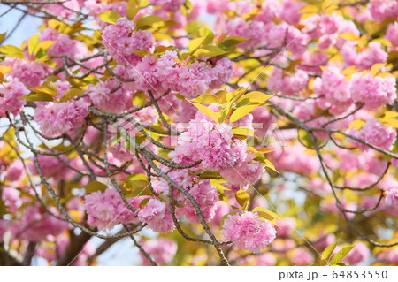 八重桜の花の写真素材