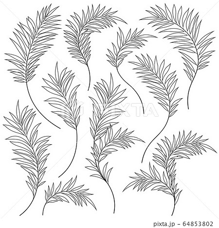 熱帯植物のイラスト のイラスト素材