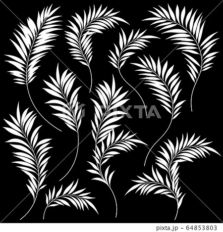 熱帯植物のイラスト のイラスト素材