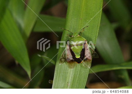 生き物　昆虫　チャバネアオカメムシ、翅を広げる。革質部と膜質部に分かれた上翅と側面から覗く下翅 64854088