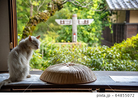 岐阜県　中津川市　馬籠宿　三度笠を眺める猫　三度笠 64855072