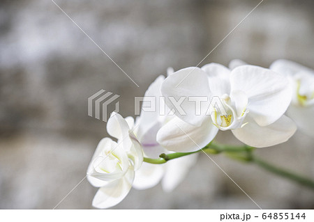白い胡蝶蘭 64855144