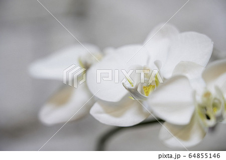 白い胡蝶蘭の写真素材