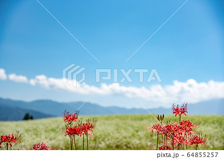 岐阜県 中津川市 椛の湖自然公園 そばの花まつり 赤い曼珠沙華の写真素材