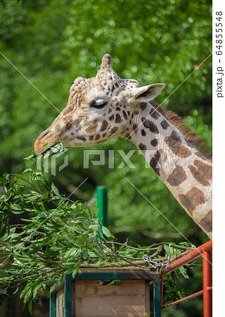 餌を食べるキリンの写真素材 餌を食べるキリンの写真素材