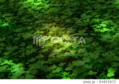 Closeup green leaves on blur background,nature Closeup green leaves on blur background,nature 64855672
