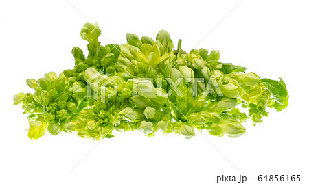 Cowslip creeper isolated on white background Cowslip creeper isolated on white background 64856165