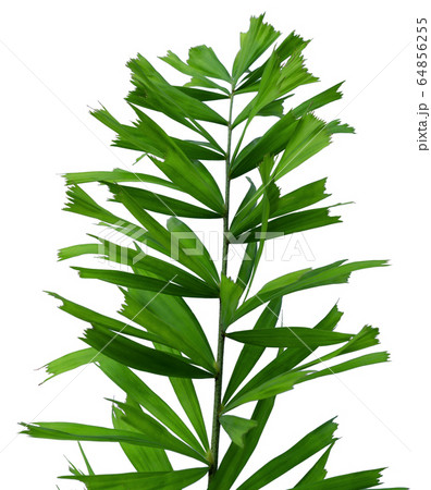 Green leaves pattern,tropical palm leaf isolated 64856255