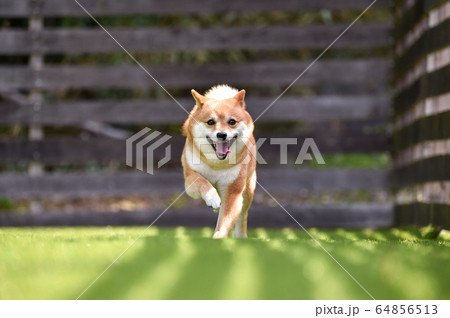 ドッグランで遊ぶ柴犬 ドッグランで遊ぶ柴犬 64856513