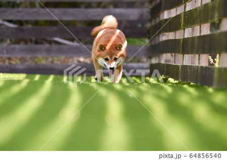 ドッグランで遊ぶ柴犬 ドッグランで遊ぶ柴犬 64856540