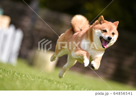 ドッグランで遊ぶ柴犬 64856541