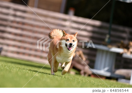 ドッグランで遊ぶ柴犬 64856544
