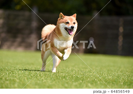 ドッグランで遊ぶ柴犬 64856549
