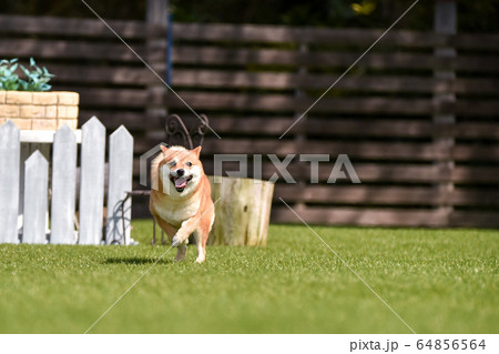 ドッグランで遊ぶ柴犬 64856564