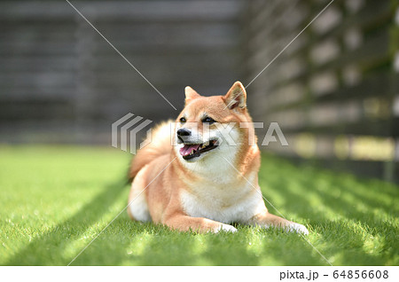 芝生でおすましポーズをする柴犬 芝生でおすましポーズをする柴犬 64856608