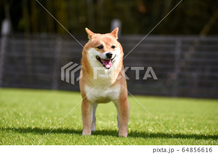 芝生でおすましポーズをする柴犬 64856616
