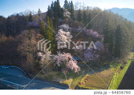 満開の徹然桜(てつねんざくら)と伝行山 長野県白馬村 (ドローンによる空撮) 満開の徹然桜(てつねんざくら)と伝行山 長野県白馬村 (ドローンによる空撮) 64856760