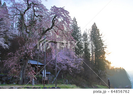 満開の徹然桜（てつねんざくら）長野県白馬村 64856762