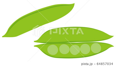 エンドウマメ えんどう豆 野菜ベクター エンドウマメ えんどう豆 野菜ベクター 64857034