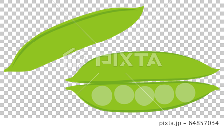 エンドウマメ えんどう豆 野菜ベクター エンドウマメ えんどう豆 野菜ベクター 64857034