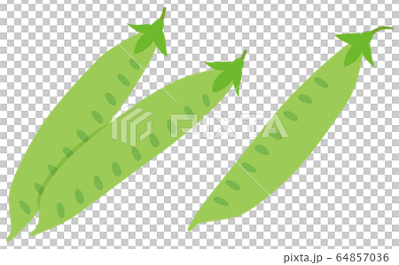 Kinusaya silk pod vegetable vector Kinusaya silk pod vegetable vector 64857036