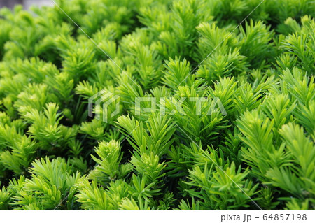 キャラボクの新芽 64857198