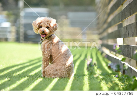 芝生でおすましポーズをするトイプードル 64857769