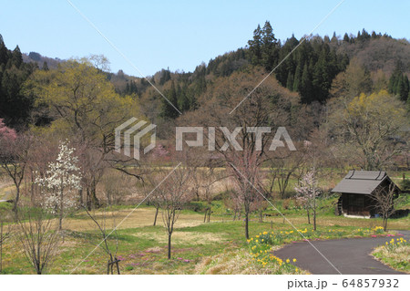白馬 大出公園の春 白馬 大出公園の春 64857932