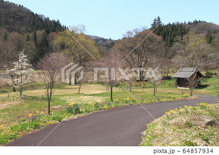 白馬 大出公園の春 白馬 大出公園の春 64857934
