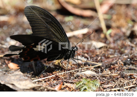 モンキアゲハ 64858019
