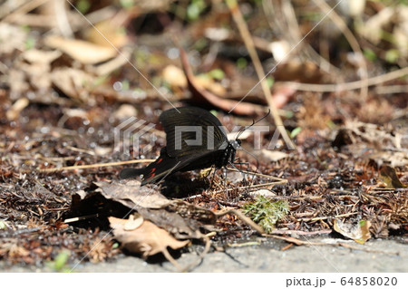 モンキアゲハ 64858020