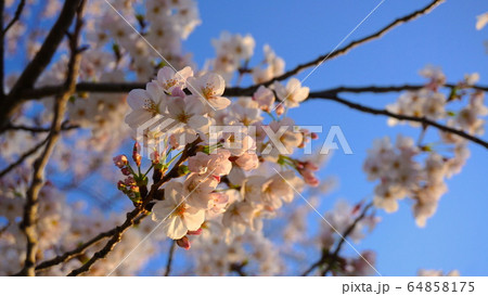 夕方の桜 夕方の桜 64858175
