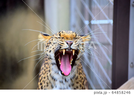 アムールヒョウ 64858246