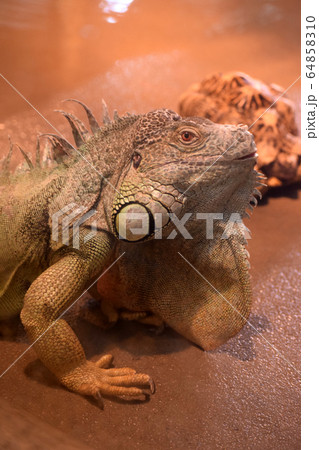 グリーンイグアナ 64858310