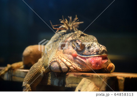 グリーンイグアナ 64858313