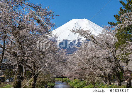 【忍野八海】　富士山と桜 64858317