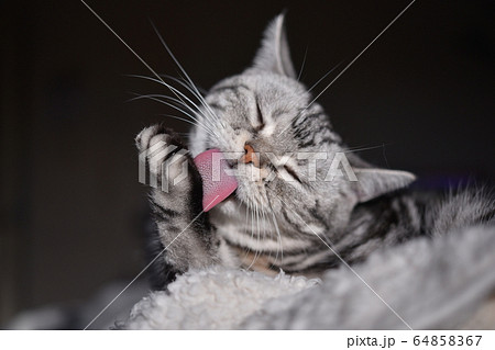 日光浴をしながら顔を洗う猫 日光浴をしながら顔を洗う猫 64858367